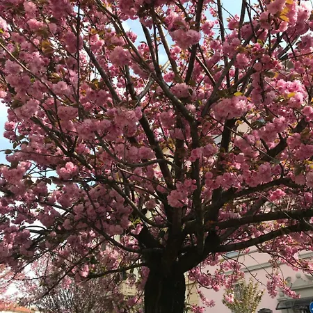 ベッド・アンド・ブレックファスト Borghi コモ